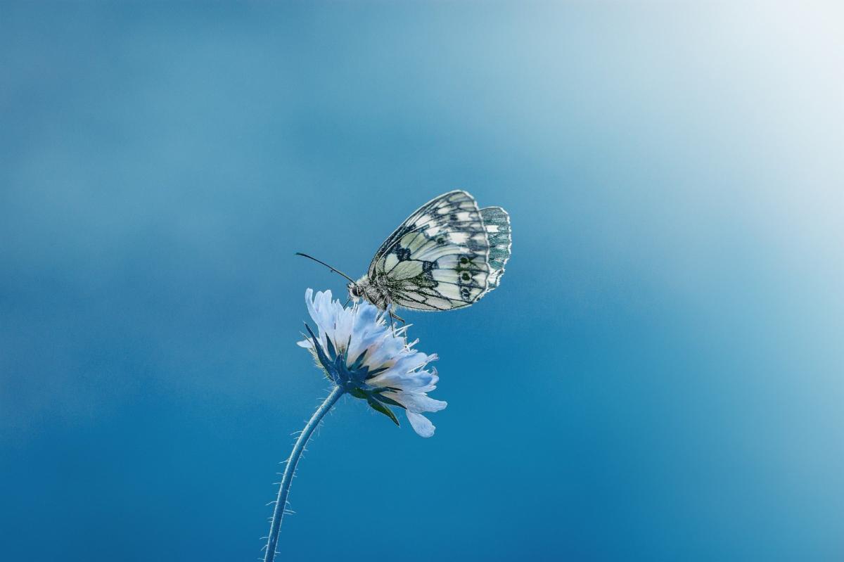 Close-up of a butterfly perched on a small white flower against a blue background.